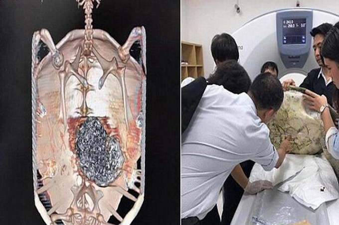万年龟误吞钱币死亡惹祸的许愿币毁飞机又毁万年龟